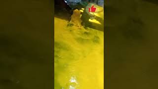 Liquid poison dissolved in water😲💀 slowmotion video yellow water [upl. by Leahci438]