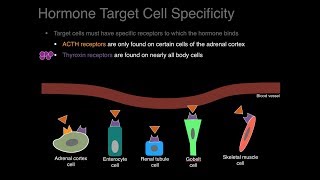 Endocrine system overview [upl. by Korenblat938]