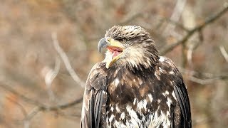 Chilkat Bald Eagle Photography Tour Shot with the Nikon D850 Slow Motion [upl. by Cheng824]