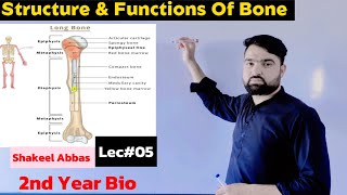 Structure Functions amp Composition Of Bone Support and Movement [upl. by Elinnet863]