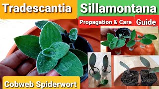 Tradescantia Sillamontana  Cobweb Spiderwort Care Guide amp Propagation [upl. by Evante]