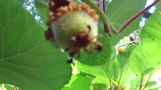 How to Grow Kiwi Fruit in Canada [upl. by Lainahtan]