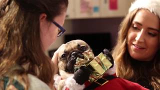 Doug the Pug Visits Childrens Hospital at Vanderbilt [upl. by Schaefer]