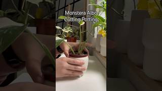 Potting Monstera Albo Cuttings shorts plants propagation houseplants monstera repotting [upl. by Notsag]