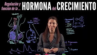 Fisiología endocrina II Hormonas del crecimiento [upl. by Killarney]