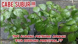 AGAR CABE TUMBUH SUBUR‼️lalu ketika kurang matahari apa bisa berbuah cabe lahansempit [upl. by Yhtur]