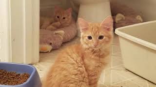 Orange tabby kittens with mother  Cat rescue  Available for adoption [upl. by Leonid402]