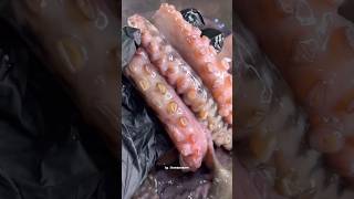 Tentakelnya sangat menggemaskan octopus gurita tentacle fish [upl. by Gertrud813]