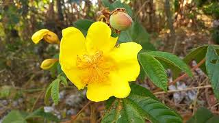 Cochlospermum vitifolium  papayote [upl. by Wiles437]