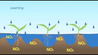 Nitrogen Leaching [upl. by Wan]