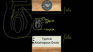 Anatropous Ovule  Class 12th  NCERT  Important Diagrams Series 03 [upl. by Ahsinik]