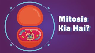 What is Mitosis  Mitosis Kia Hai  UrduHIndi [upl. by Normy]