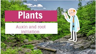 Auxin and root initiation [upl. by Andrea]