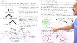 Ultrasound Video showing Ovarian cystadenomas bilateral [upl. by Yeffej53]