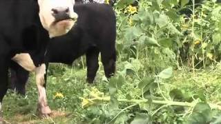 Cows feasting on sunflowers [upl. by Covell]