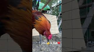 Brownred crossgamefowl education chicken phantompltx asil [upl. by Laerdna]