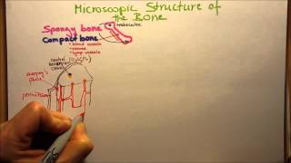 Microscopic Structure of the Compact Bone [upl. by Howie]