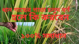 ধান গাছের পাতা হলুদ হয়ে যাচ্ছে সমাধান কি জেনে নিন। Krishi Bangla 24 [upl. by Vierno]