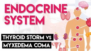 Thyroid Storm vs Myxedema Coma  Endocrine System Part 6 [upl. by Pippo]