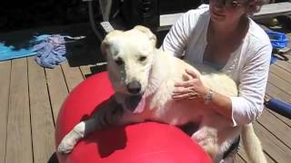 Advanced Canine Rehab Bodywork with FitPAWS Peanut [upl. by Yznel]