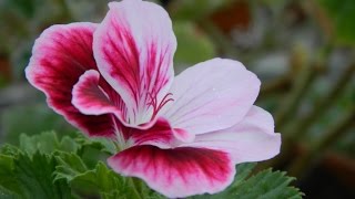 Spring Rejuvenation of Pelargoniums [upl. by Ynad]