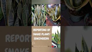 Reporting of snake plantsensiveriyahow to grow snake plant from babiesytpartner ytcreaters [upl. by Adekan]