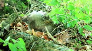 Doku Natur amp Tiere Im Reich der Tiere Teil 2 ASTVA [upl. by Rip]