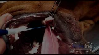 Trattamento laser iperplasia gengivale caneGingival hyperplasia laser treatment for dogs [upl. by Oretos]