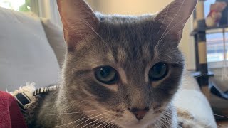 Suji kitty in the middle of her tunnel toy hunting cathunting playfulkitties kittyantics cat [upl. by Willetta]