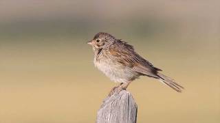 Vesper Sparrow [upl. by Windsor]