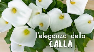 Zantedeschia aethiopica come prendersi cura della meravigliosa Calla [upl. by Roybn936]