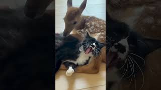 A deer entangled by a snake animalshorts animals cute shortvideo [upl. by Michal]