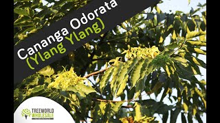 Cananga Odorata Ylang Ylang [upl. by Canon]