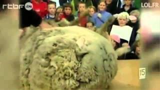 INSOLITE UN MOUTON QUI A 30 KILOS DE LAINE fou rire [upl. by Deegan]