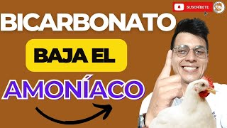 🙊CÓMO BAJAR EL AMONÍACO CON BICARBONATO EN LOS POLLOS🐔PARA EVITAR QUE LOS POLLOS SE ENFERMEN🌟 [upl. by Joelie]