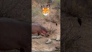 Hippo vs crocodile who would win 🤬 shorts viral shortsfeed hippo hippopotamus corcodile [upl. by Bolitho]