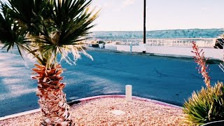 Washingtonia filiferarobusta Hybrid Palms on the UtahArizona Border [upl. by Creamer]