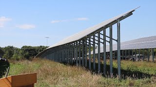 AgweekTV Solar Farm Provides Shade for Cattle Herd [upl. by Barger529]