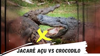 Crocodilo do Nilo vs Jacaré açu veja qual é o mais forte batalha animal [upl. by Peers147]