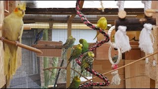 Over 3 Hours of Budgies and Cockatiels Talking Singing and Playing in their Aviary [upl. by Nonnarb909]