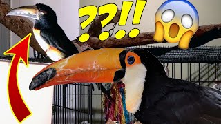 Miniature Toucan vs Its GIANT COUSIN [upl. by Rehpetsirhc]