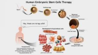 Neanderthal and Denisovan GenomesHuman and Ape Stem Cells [upl. by Aminta]