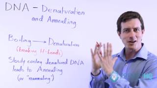 Biomolecules Class 12 Chemistry  Protein structure  Denaturation  ncert chemistry class 12 [upl. by Qirat651]