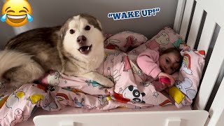 Hilarious Husky Puppy Wakes All 3 Of Our Kids Up In The Funniest Way😂 SOO CUTE [upl. by Earlie233]