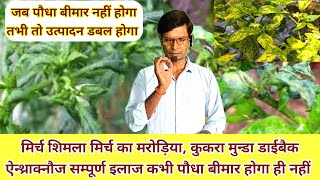 ट्रान्सप्लांट से लेकर अंतिम तुड़ाई तक मिर्च शिमला मिर्च को रखें रोगों से सम्पूर्ण सुरक्षित [upl. by Dnomso]