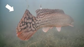 Rare Fish Sighting Ice Fishing Early Ice Multi Species [upl. by Niowtna]