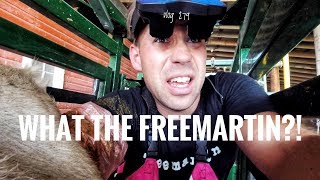 WHAT THE FREEMARTIN vlog 279 [upl. by Nitsur774]