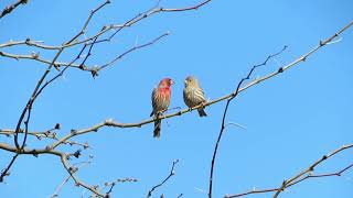 House Finch kissey face courtship behavior 03252019 [upl. by Cleavland]