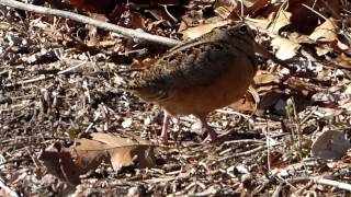 Woodcock Shuffle [upl. by Suzy]