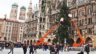 Eine Fichte mit Geschichte Münchens Christbaum 2017 steht [upl. by Fremont]